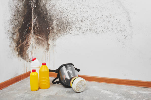 Best Same-Day Mold Removal  in De Leon Springs, FL