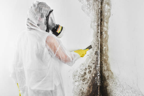 Best Office Mold Removal Services  in De Leon Springs, FL