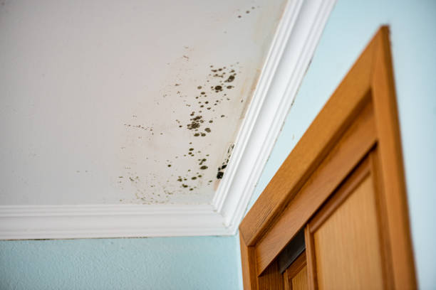 Home Mold Removal in De Leon Springs, FL