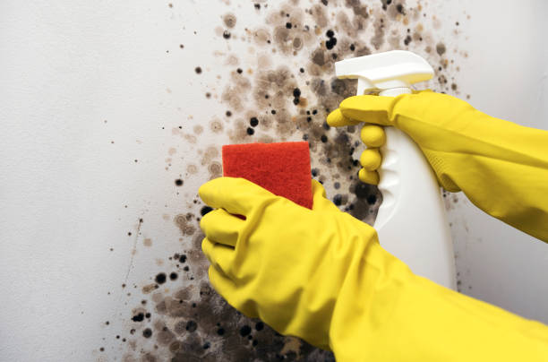 Reliable De Leon Springs, FL Mold Removal Solutions