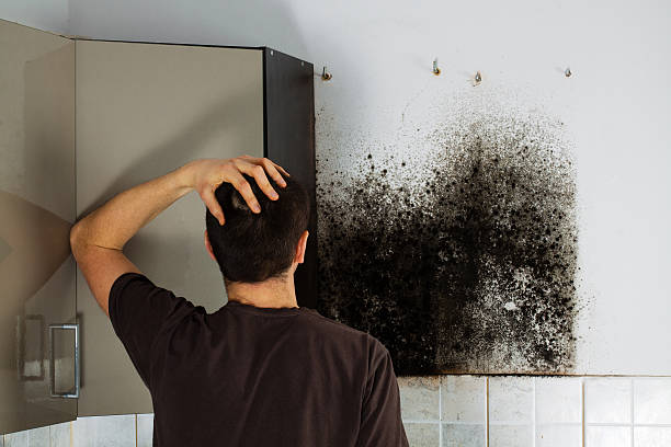 Best Mold Damage Repair  in De Leon Springs, FL